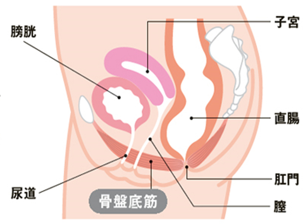 骨盤底筋